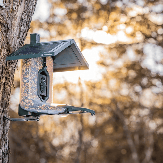 Green solar bird feeder mounted on a tree trunk with a camera and seed hopper