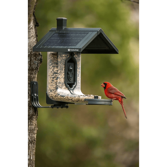 Solar bird feeder with a clear seed tube, black roof, and attached camera, mounted on a tree with a red cardinal perched on the tray