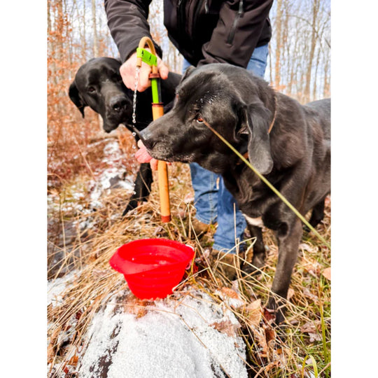 Two black dogs drinking from a small red collapsible water bowl outdoors in a snowy field