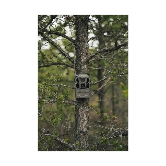Gray trail camera mounted to a tree trunk in a forest